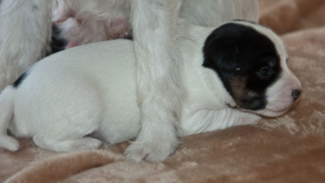 Parson Russell Terrier Bolle von den Elmwirschen