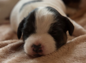 Parson Russell Terrier Bolle von den Elmwirschen