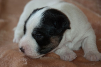 Parson Russell Terrier Bolle von den Elmwirschen