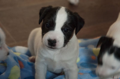 Parson Russell Terrier Bolle von den Elmwirschen