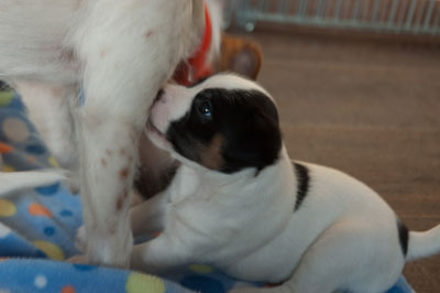 Parson Russell Terrier Bolle von den Elmwirschen