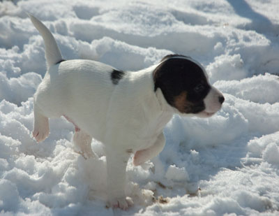 Parson Russell Terrier Bolle von den Elmwirschen