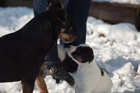 Parson Russell Terrier Bolle von den Elmwirschen