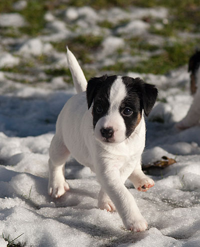 Parson Russell Terrier Bolle von den Elmwirschen