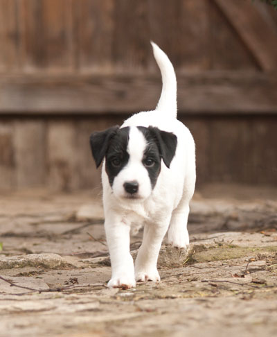 Parson Russell Terrier Bolle von den Elmwirschen