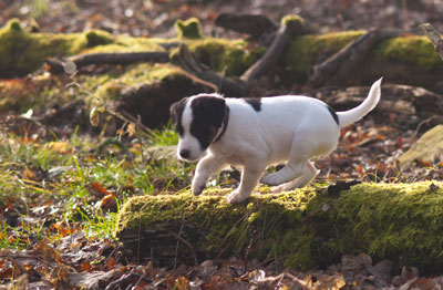 Parson Russell Terrier Bolle von den Elmwirschen