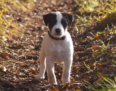 Parson Russell Terrier Bolle von den Elmwirschen