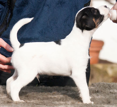 Parson Russell Terrier Bolle von den Elmwirschen