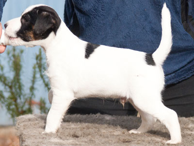 Parson Russell Terrier Bolle von den Elmwirschen