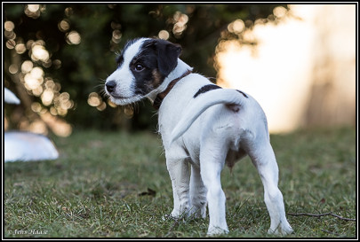 Parson Russell Terrier Bolle von den Elmwirschen