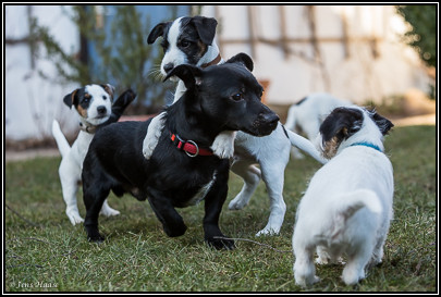 Parson Russell Terrier Bolle von den Elmwirschen