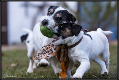 Parson Russell Terrier Bolle von den Elmwirschen