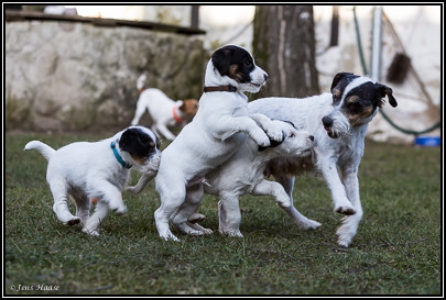 Parson Russell Terrier Bolle von den Elmwirschen