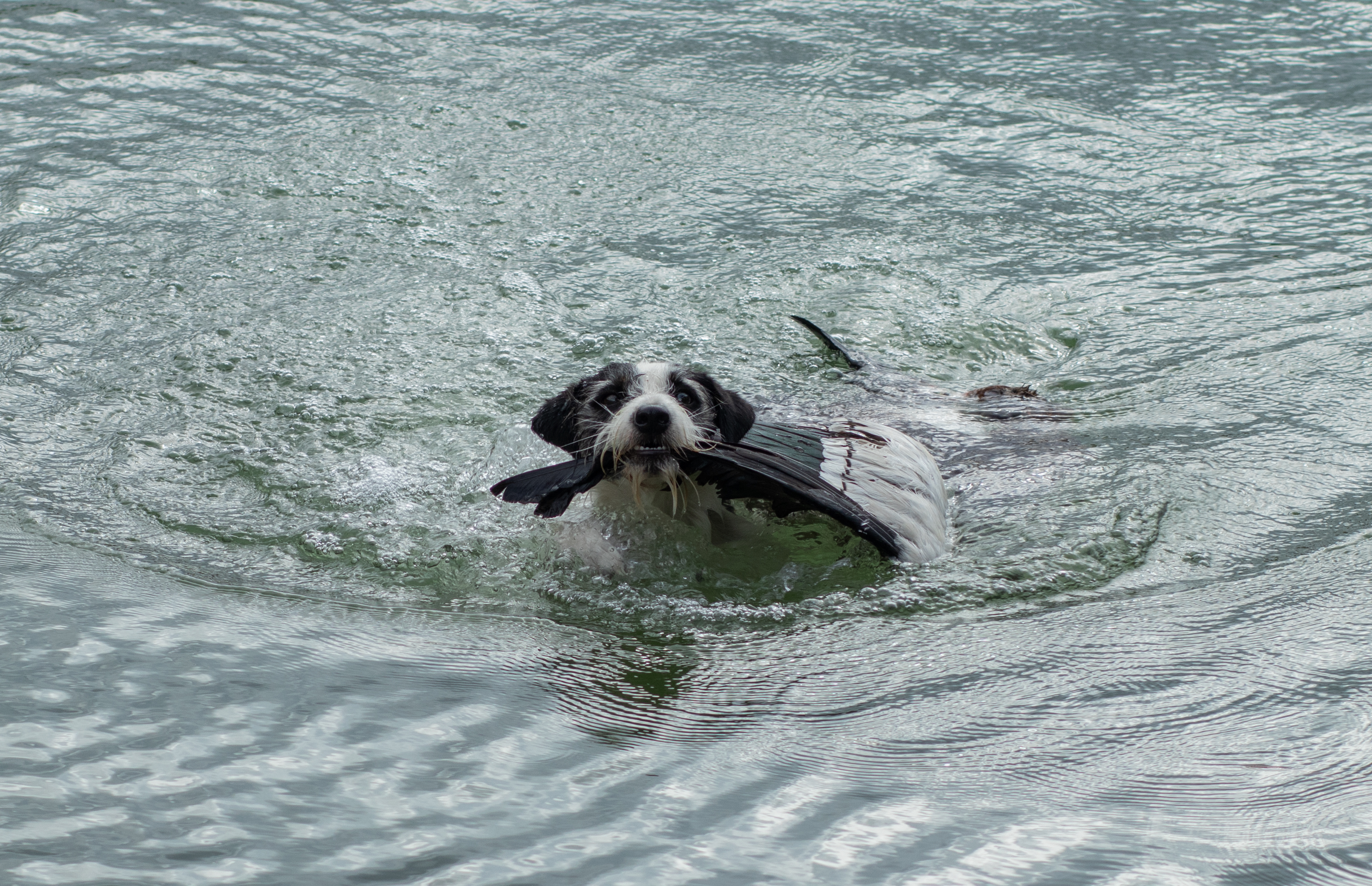 Parson Russell Terrier