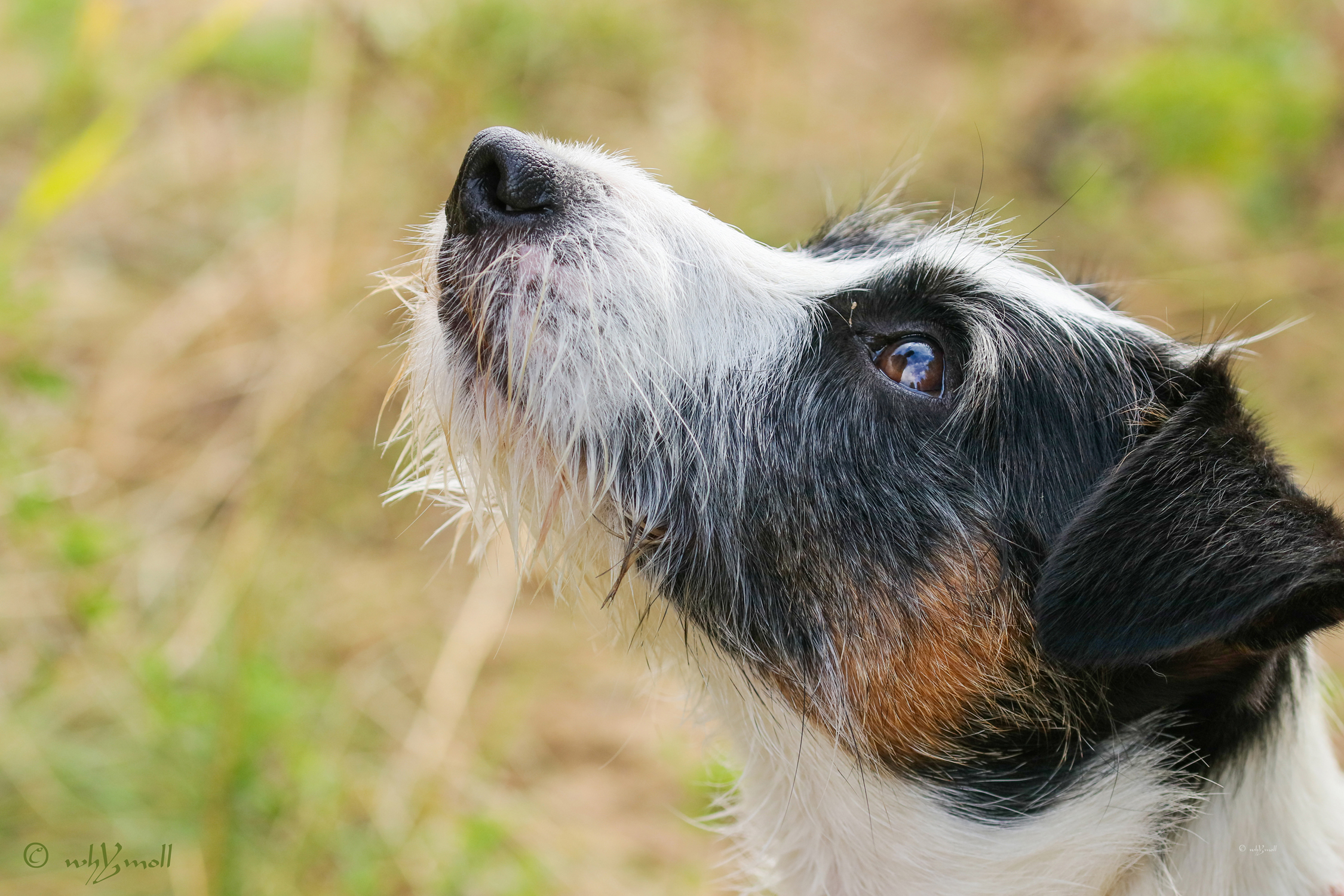 Parson Russell Terrier