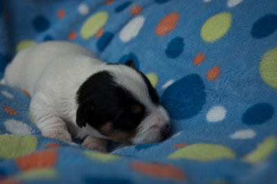 Parson Russell Terrier Bosse von den Elmwirschen