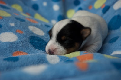 Parson Russell Terrier Bosse von den Elmwirschen