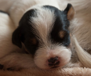 Parson Russell Terrier Bosse von den Elmwirschen