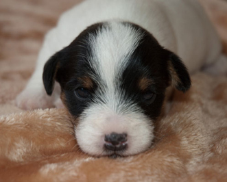 Parson Russell Terrier Bosse von den Elmwirschen