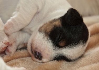 Parson Russell Terrier Bosse von den Elmwirschen