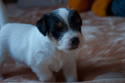 Parson Russell Terrier Bosse von den Elmwirschen