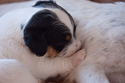 Parson Russell Terrier Bosse von den Elmwirschen