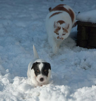 Parson Russell Terrier Bosse von den Elmwirschen