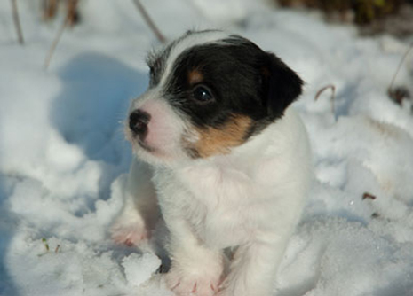 Parson Russell Terrier Bosse von den Elmwirschen