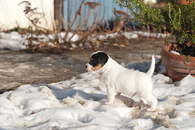 Parson Russell Terrier Bosse von den Elmwirschen