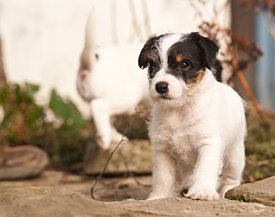 Parson Russell Terrier Bosse von den Elmwirschen