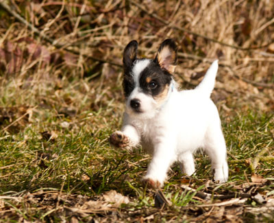 Parson Russell Terrier Bosse von den Elmwirschen