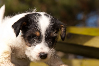 Parson Russell Terrier Bosse von den Elmwirschen