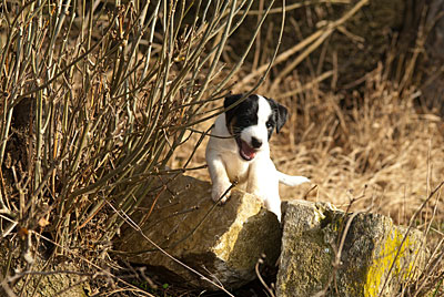 Parson Russell Terrier Bosse von den Elmwirschen