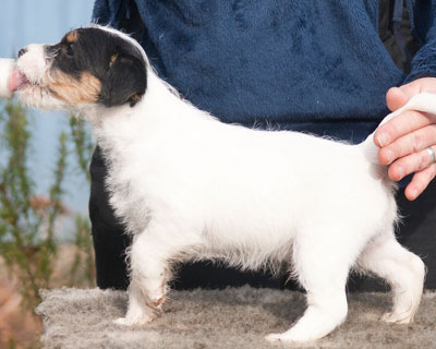 Parson Russell Terrier Bosse von den Elmwirschen