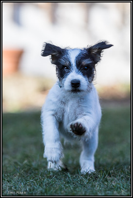 Parson Russell Terrier Bosse von den Elmwirschen