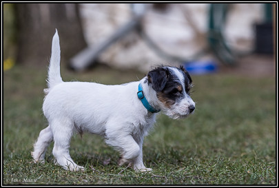 Parson Russell Terrier Bosse von den Elmwirschen