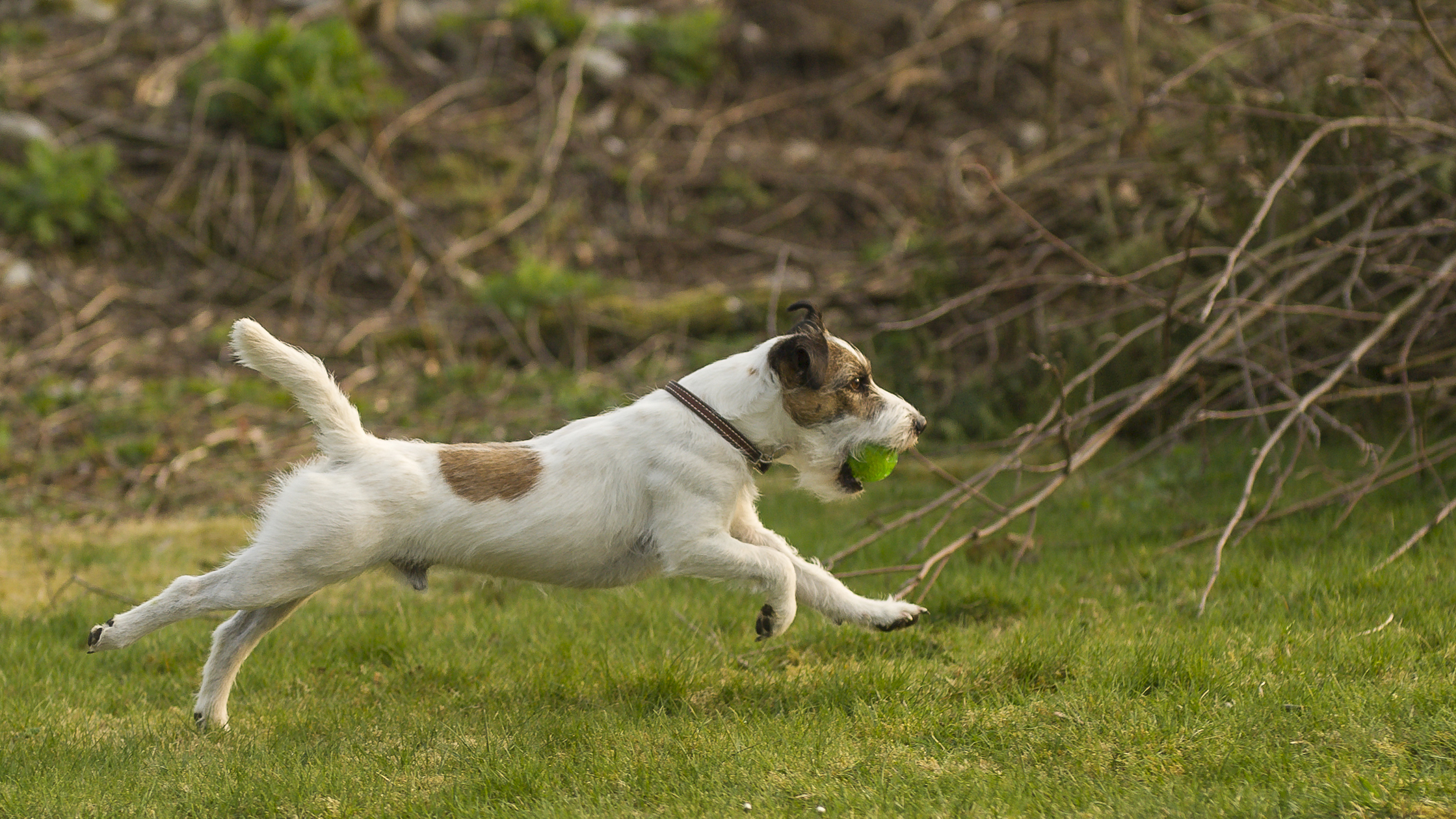 Parson Russell Terrier Bruno