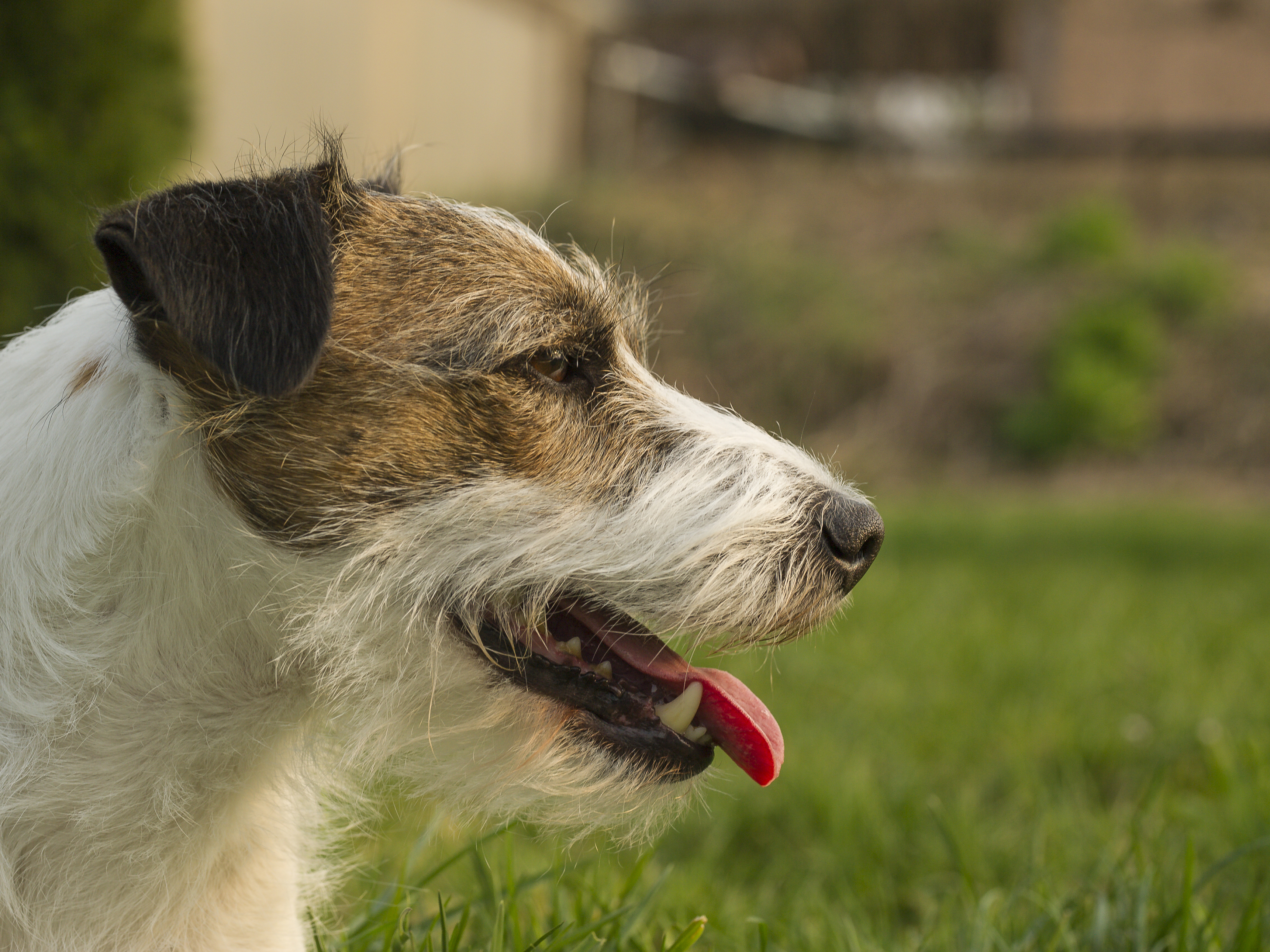 Parson Russell Terrier Bruno