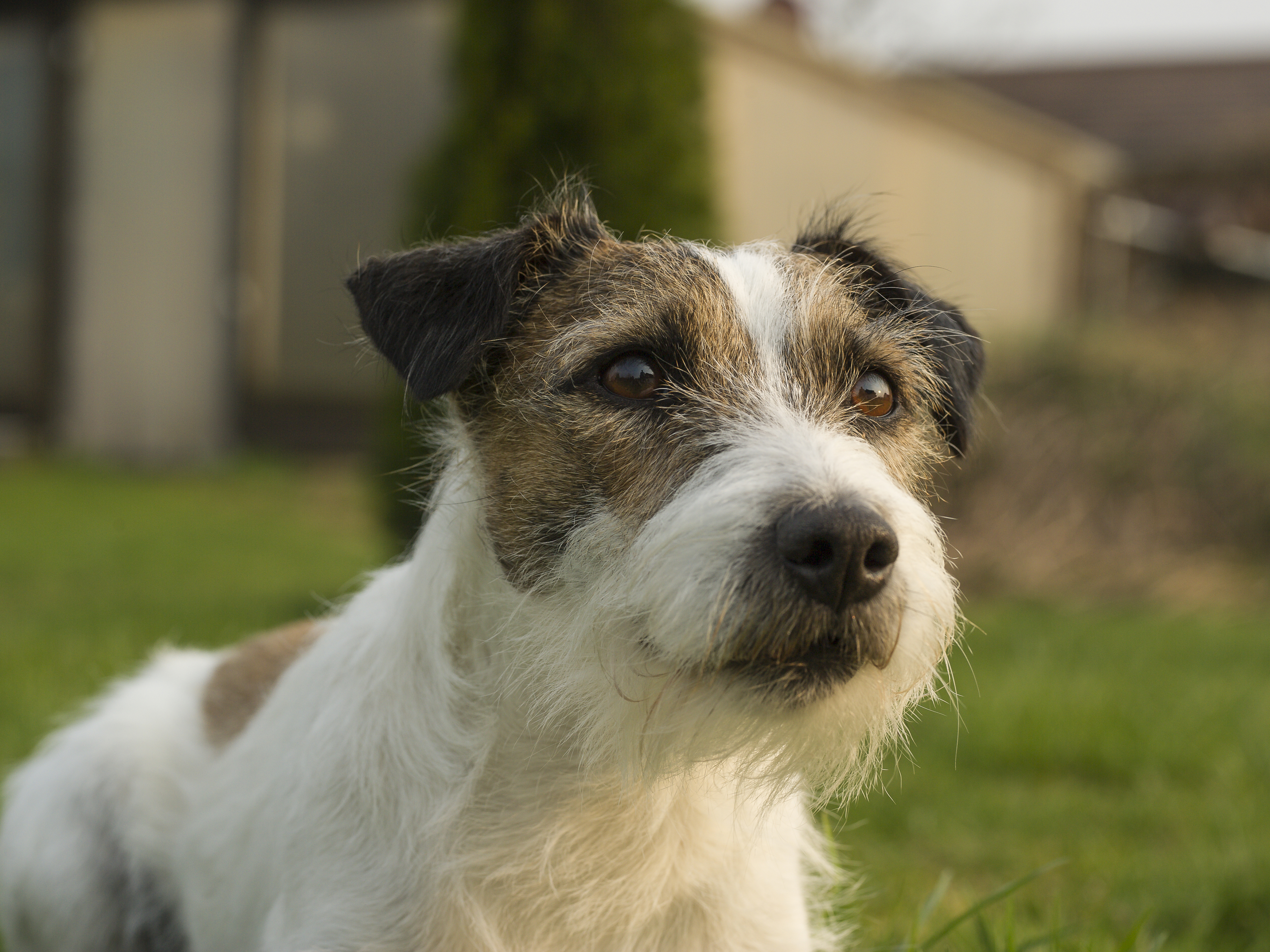 Parson Russell Terrier Bruno