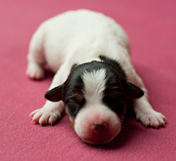 Parson Russell Terrier c-wurf1