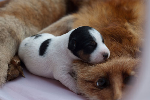 Parson Russell Terrier Cera von den Elmwirschen