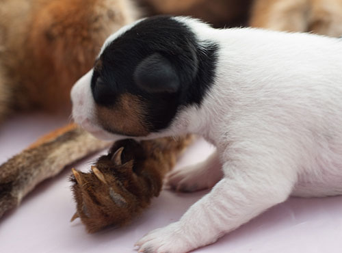 Parson Russell Terrier Cera von den Elmwirschen