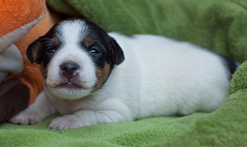 Parson Russell Terrier Cera von den Elmwirschen