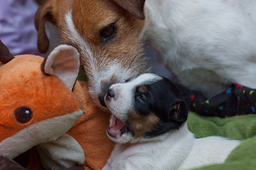 Parson Russell Terrier Cera von den Elmwirschen