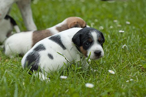 Parson Russell Terrier Cera von den Elmwirschen