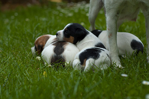 Parson Russell Terrier Cera von den Elmwirschen