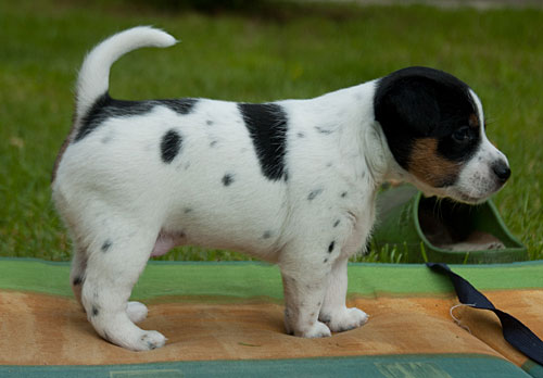 Parson Russell Terrier Cera von den Elmwirschen