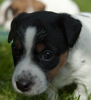 Parson Russell Terrier Cera von den Elmwirschen