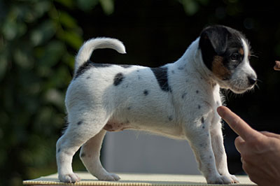 Parson Russell Terrier Cera von den Elmwirschen