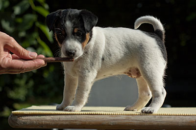 Parson Russell Terrier Cera von den Elmwirschen